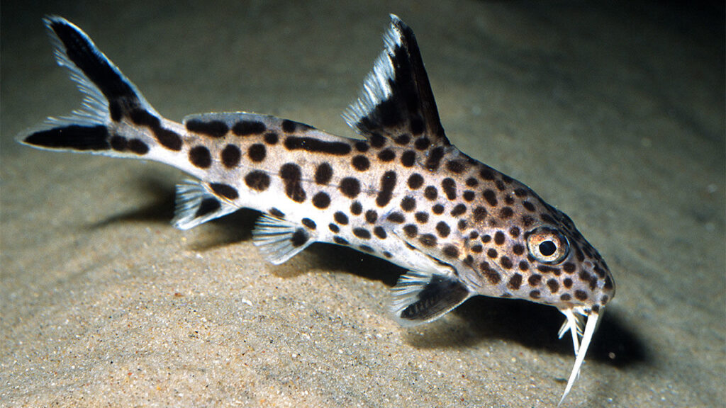 Synodontis multipunctata