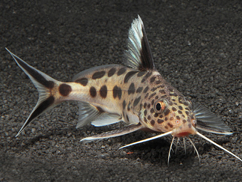 Synodontis multipunctata
