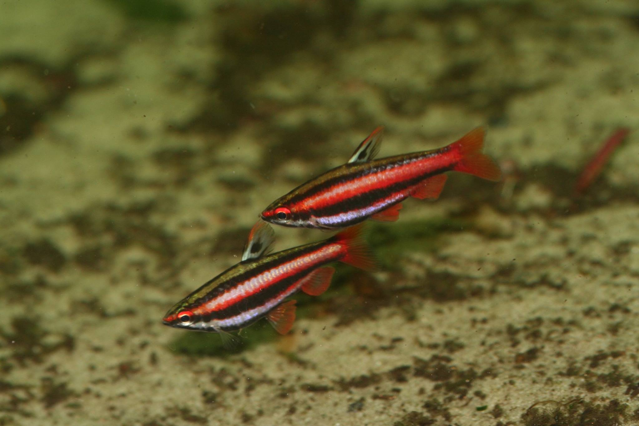 Nannostomus Mortenthaleri Pl