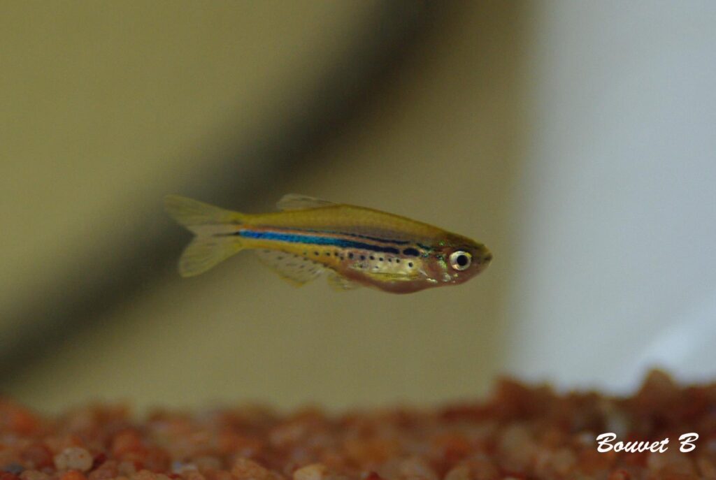 Brachydanio nigrofasciatus
