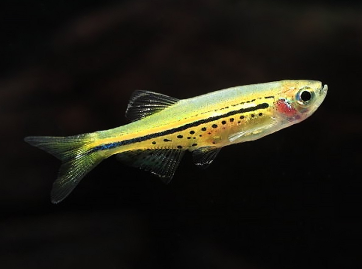 Brachydanio nigrofasciatus