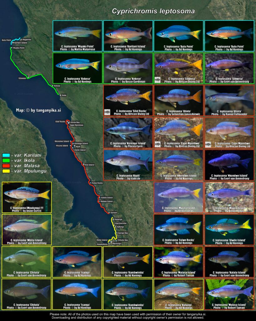 Cyprichromis leptosoma mapa występowania