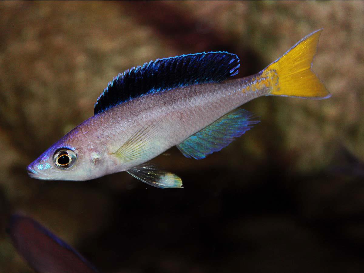 Cyprichromis leptosoma