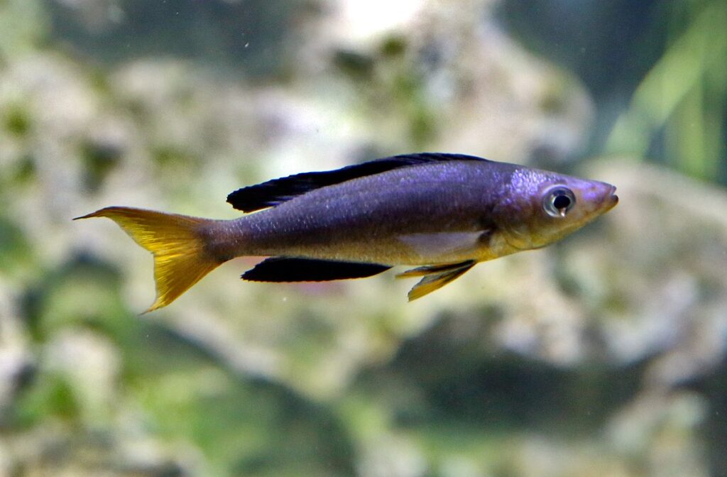 Cyprichromis microlepidotus