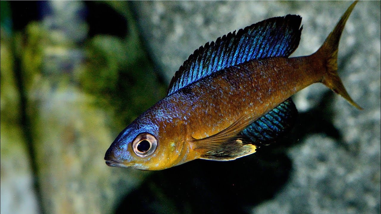 Cyprichromis microlepidotus