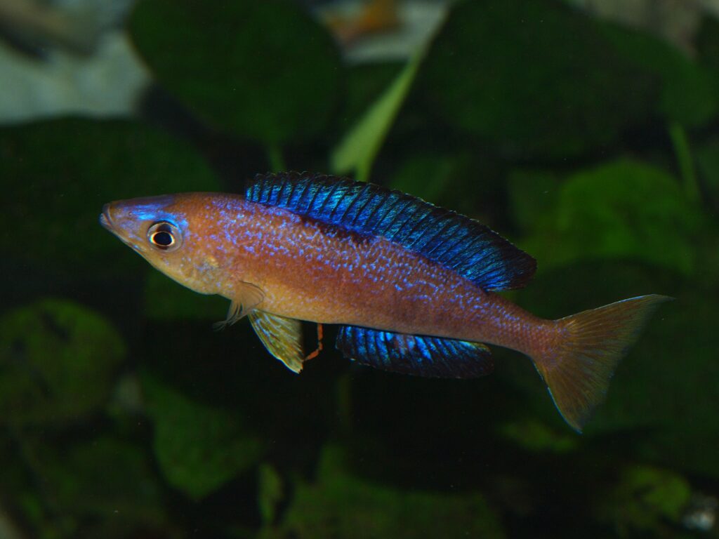 Cyprichromis microlepidotus