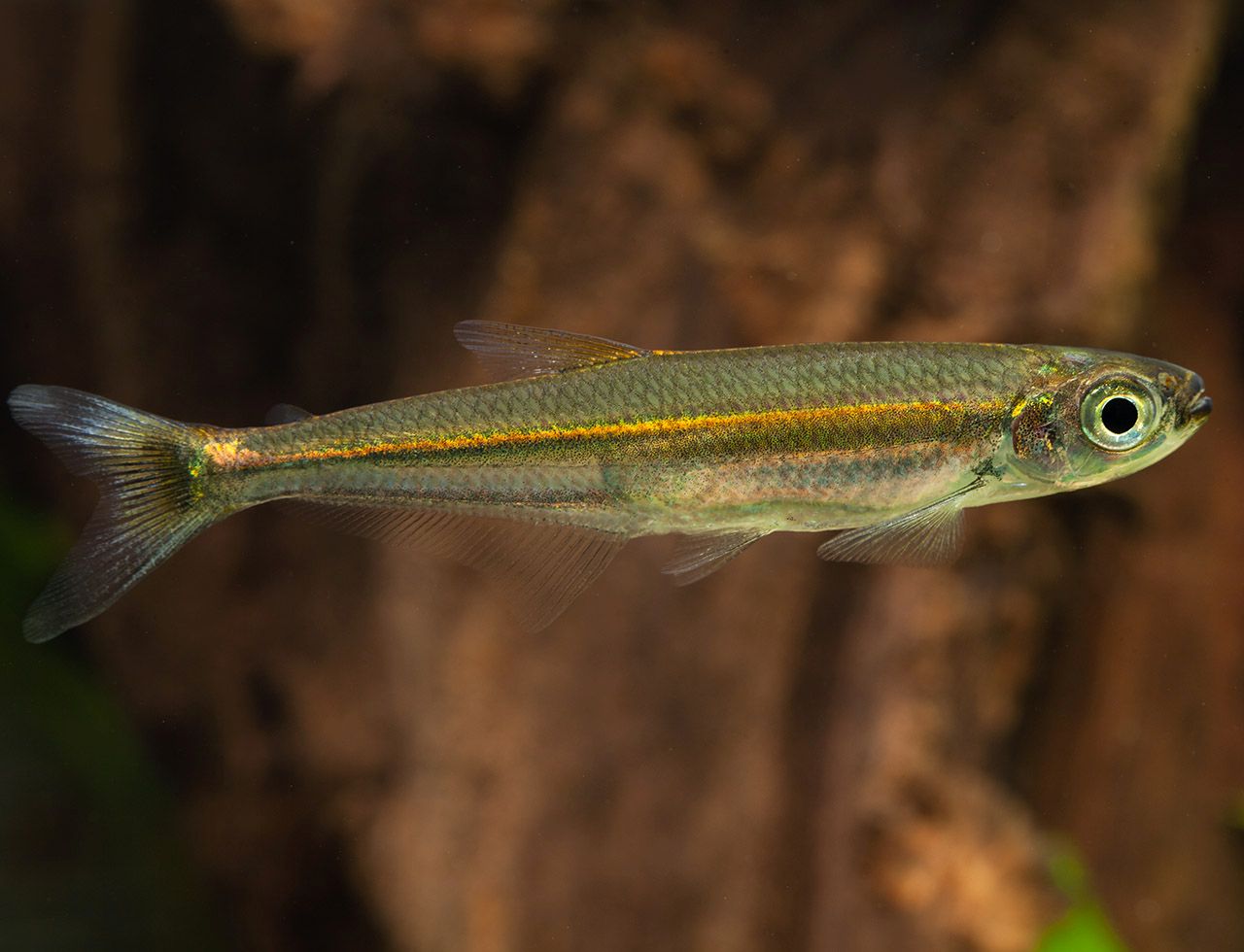 Iguanodectes spilurus