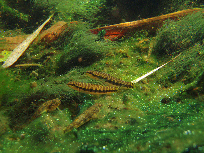 Paracanthocobitis zonalternans