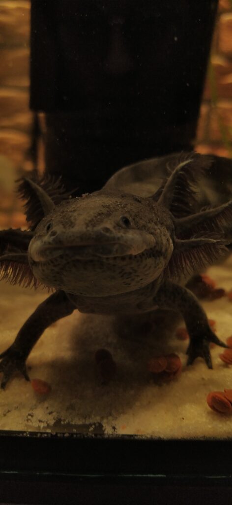 Aksolotl meksykański