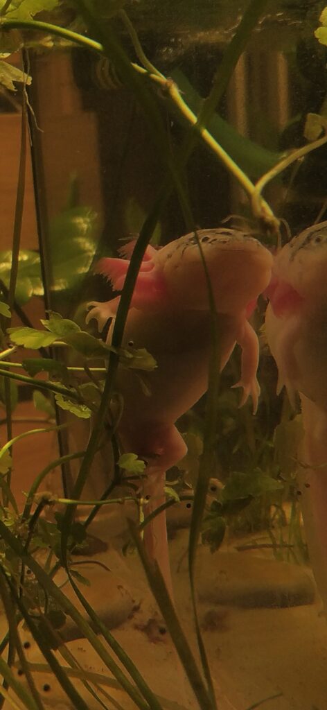 Aksolotl meksykański - samica składająca skrzek
