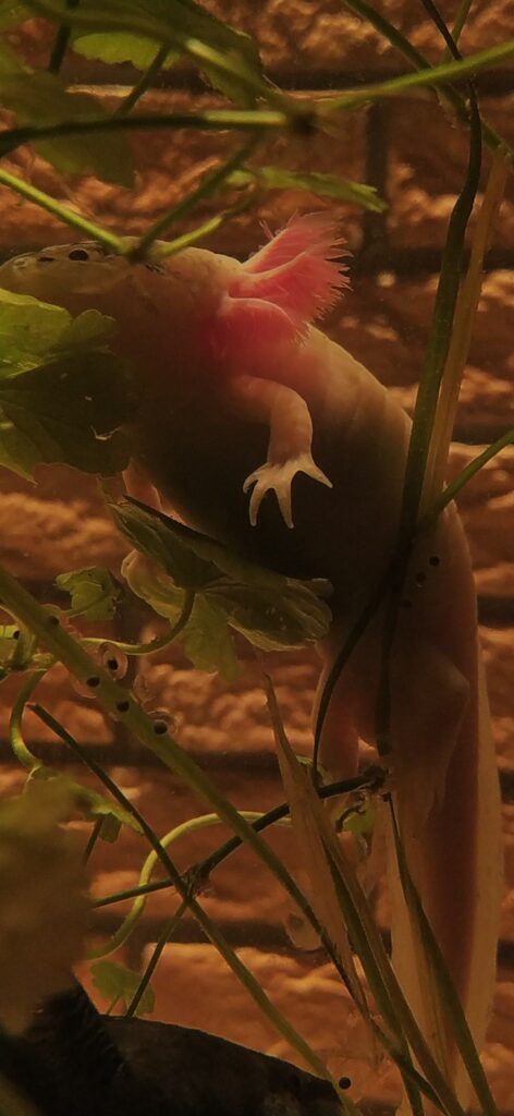 Aksolotl meksykański